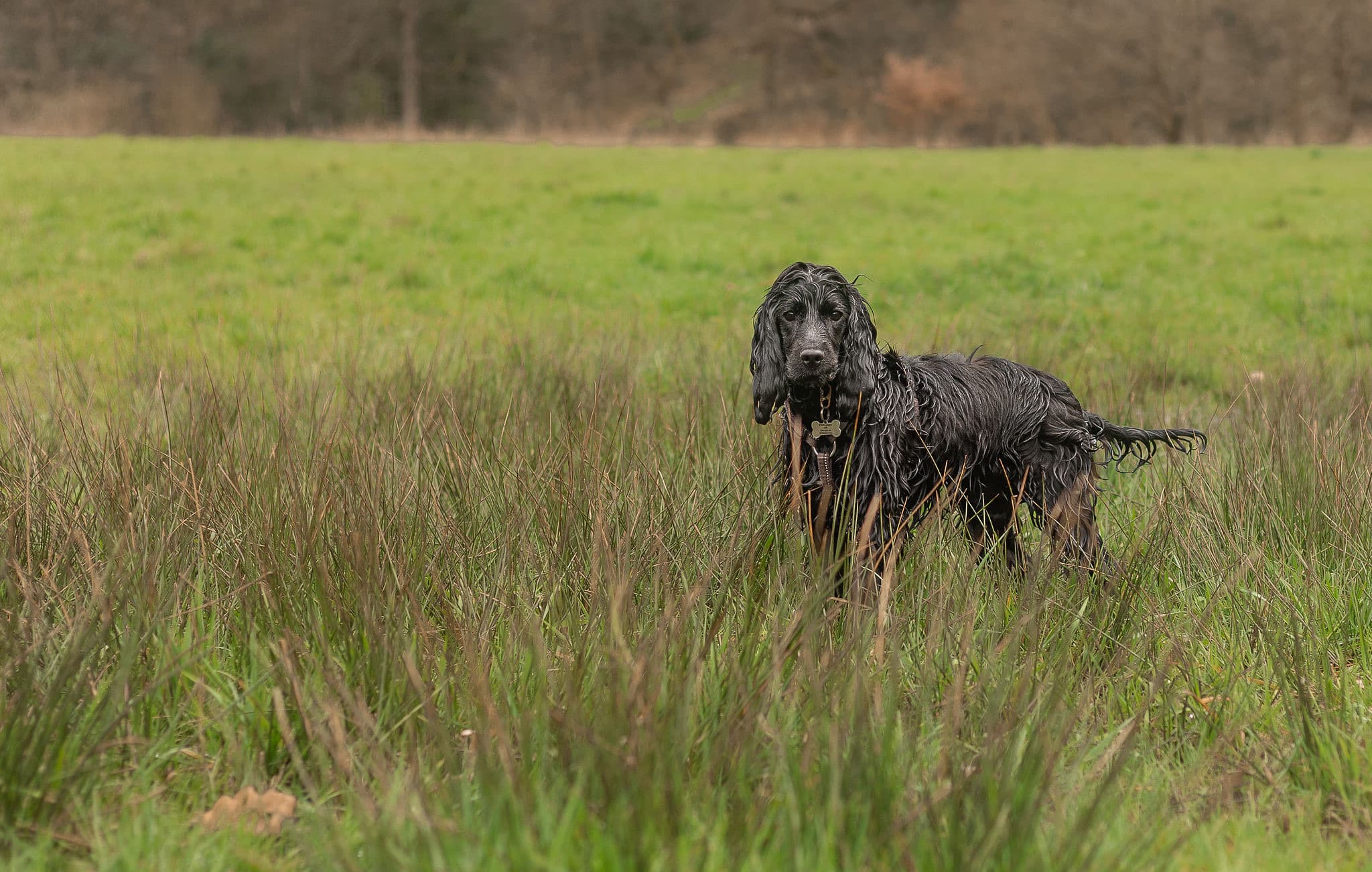 A dog standing in long grass in a sunlit field
