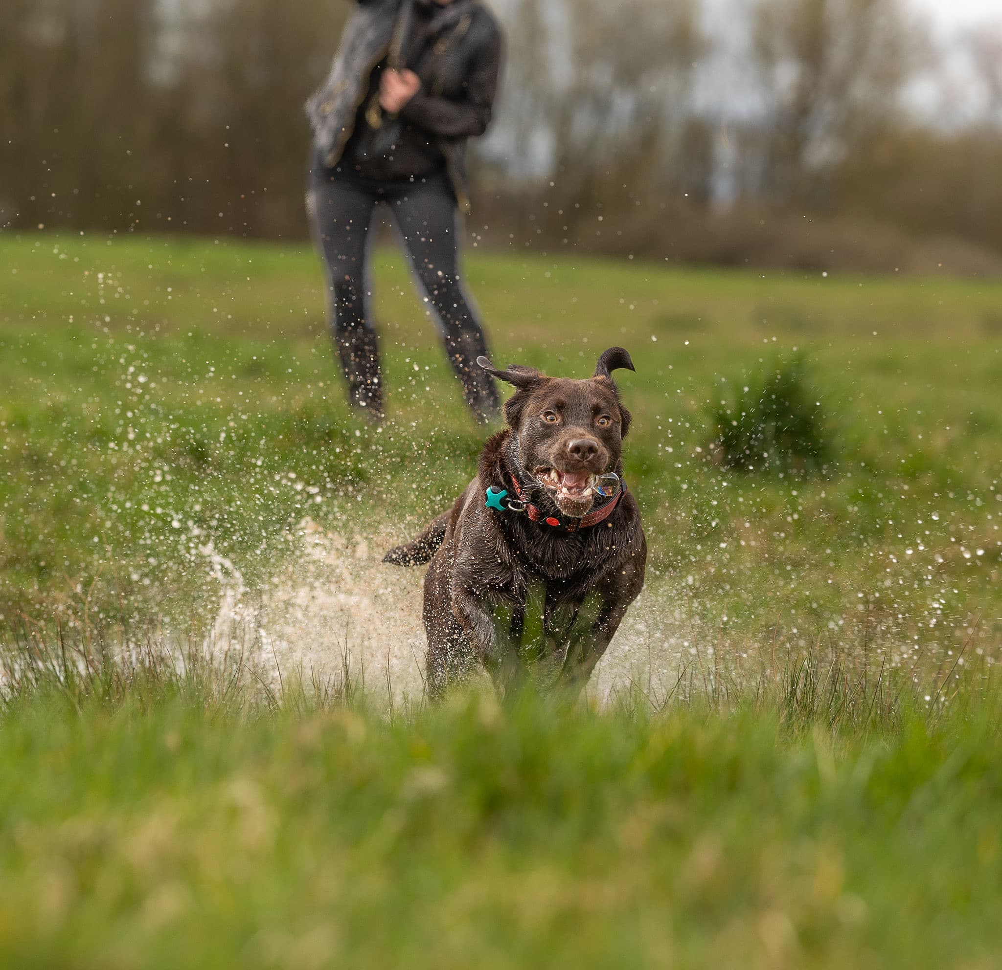 A walker out in the countryside with a pack of dogs