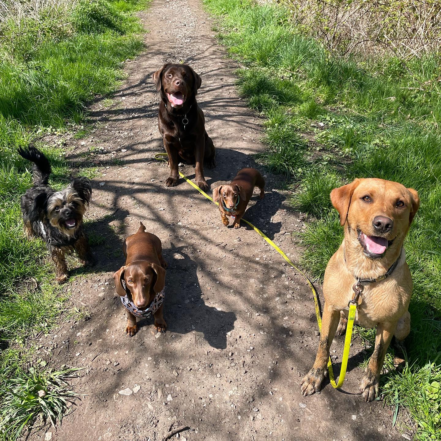 Photograph for DASH Dog Walking Ltd, Pet Care & Dog Walking Services business in Stalybridge